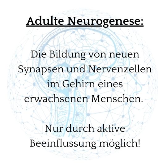 Adulte Neurogenese ist möglich